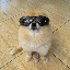 Kori The Pom logo