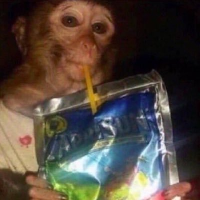 Caprisun Monkey