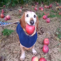 dog with apple in mouth