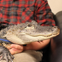 Emotional Support Alligator