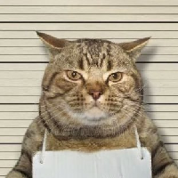 Jail Cat