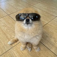 Kori The Pom