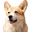 BNB DOG INU logo