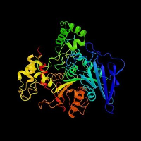 Enzyme