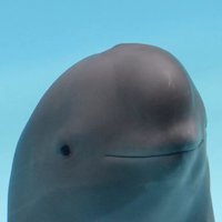 smiling dolphin