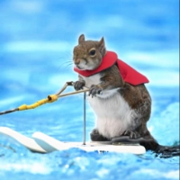 Twiggy the water skiing squirrel