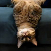 UpSideDownCat